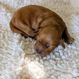 Lace - Red female Cockapoo puppy in Sparta, Missouri from Sis' Doodles & Poodles