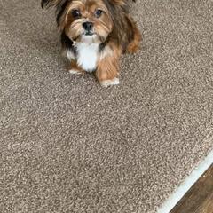 Shorkie All Grown Up from Wilson Kennel