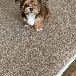 Shorkie All Grown Up from Wilson Kennel
