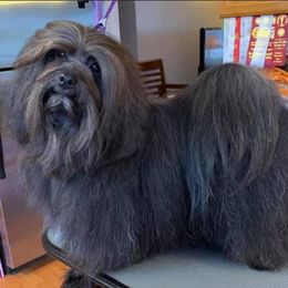 Havanese from Willowbrook Havanese