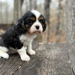 River - Tri-color male Cavalier King Charles Spaniel puppy in Comer, Georgia from Stratton Spaniels