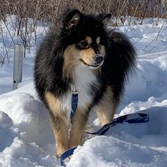 Finnish Lapphund All Grown Up from Forest Trail Finnish Lapphunds