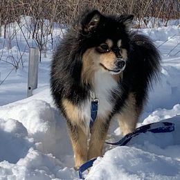 Finnish Lapphund All Grown Up from Forest Trail Finnish Lapphunds