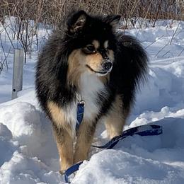 Finnish Lapphund All Grown Up from Forest Trail Finnish Lapphunds