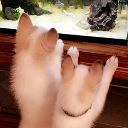 Siberian Husky Puppies from Vixen Siberians