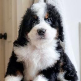 Noble - Tri-color male Bernedoodle puppy in Folsom, Louisiana from DoodlesFarmCo