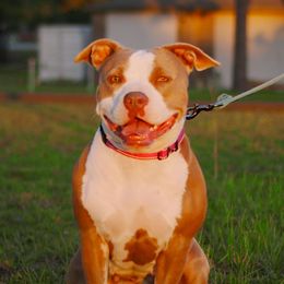 Sarabi - American Bully
