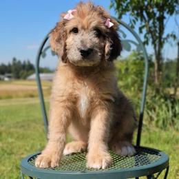 Edna - Merle female Saint Berdoodle puppy in Battle Ground, Washington from Mad Hatter Farms Saint Berdoodles