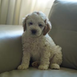 Sparky - Parti female Goldendoodle puppy in Vancouver, Washington from Blissful Doodles