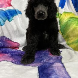 Naomi Girl 6 - Silver Poodle puppy in Bristol, Virginia from Schrute Farms Standard Poodles