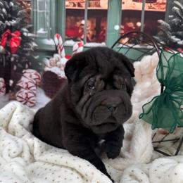 Barkley - Black male Chinese Shar-Pei puppy in Hugo, Oklahoma from Mini hippo land