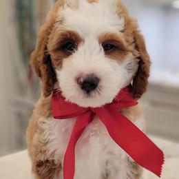 Patriot(Red) - Tri-color male Bernedoodle puppy in Warrior, Alabama from Elite Goldendoodles and Bernedoodles