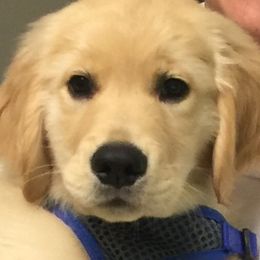 Golden Retriever Puppies from Flickering Fire Goldens