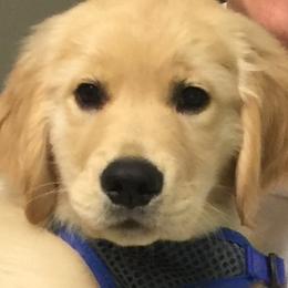 Golden Retriever Puppies from Flickering Fire Goldens