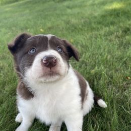 Chili - White and red male Border Collie puppy in Markle, Indiana from Floating Axe Border Collies