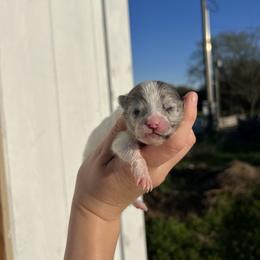 River - Blue merle female Pomeranian puppy in Nashville, Arkansas from Cuddles n Curls