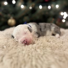 Boom - Blue merle and white male Sheepadoodle puppy in Vernonia, Oregon from Life Unleashed Farm