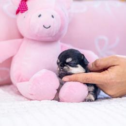 Baby Bambi - Black and tan female Chihuahua puppy in Jacksonville, Florida from Petits Chihuahuas