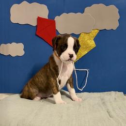 Jack - Brindle male Boxer puppy in La Vernia, Texas from Chilham Boxers