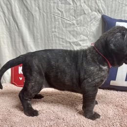 Stella - Black female Neapolitan Mastiff puppy in Canyon, Texas from Mastini Della Forte
