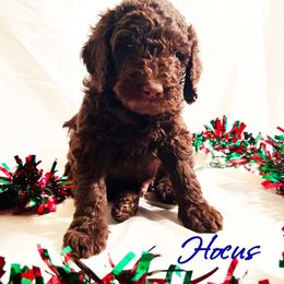 Goldendoodle Puppies from HiDesertDoods