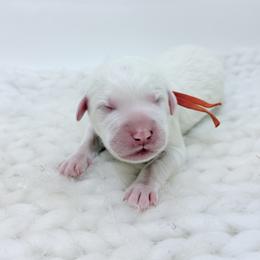Clyde - Orange Collar - White male Great Pyrenees puppy in San Marcos, California from Faith Family Freedom Farm