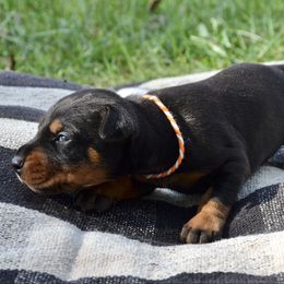 Umbra - Black and rust female Doberman Pinscher puppy in Toney, Alabama from Bhon Mhuir Dobermanns
