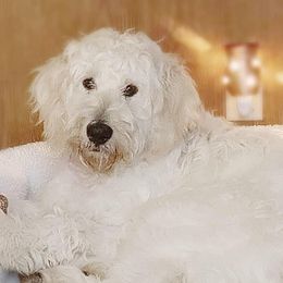 Charlotte - Goldendoodle