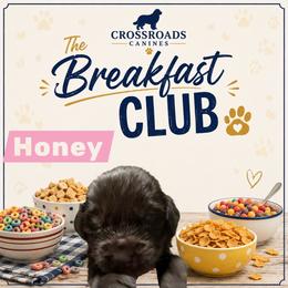 Honey - Brown female Newfoundland puppy in Saukville, Wisconsin from Crossroads Canines ~ Newfoundland Dogs
