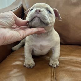 Nala - Tri-color female Australian Labradoodle puppy in Auburn, California from Poodles and Labradoodles breeder