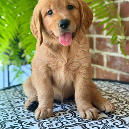 2nd Pick Female - Dark golden female Golden Retriever puppy in Ohatchee, Alabama from The Golden Life