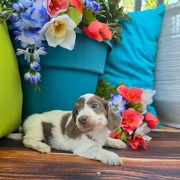 Penny - Piebald female Dachshund puppy in Florence, Arizona from Doxie Town Az