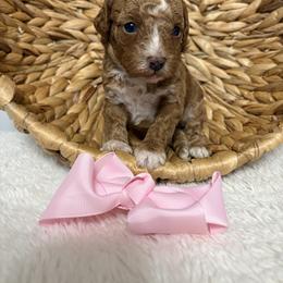Pink collar - Red  female Goldendoodle puppy in Calico Rock, Arkansas from Cottrell’s Poodles & Doodles