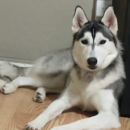 Storm - Siberian Husky