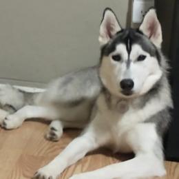 Storm - Siberian Husky
