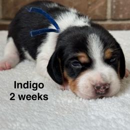 Indigo - Black white and tan male Beagle puppy in Rogersville, Missouri from Hales Little Beagle Haven