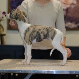 Marjorie - White and fawn brindle female Whippet puppy in Atlanta, Georgia from Sinaj Sighthounds
