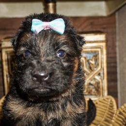 Teal Collar - Black and red female German Shepherd puppy in Howell, Michigan from Sheyenne’s Shepherds