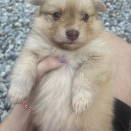 Bubbles - Chocolate merle female Pomeranian puppy in Somerset, Kentucky from Perez Pomeranians
