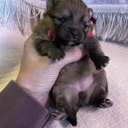 This tiny girl is a pretty sable with white markings - Orange sable female Pomeranian puppy in Kelso, Washington from Highlander Pomeranians
