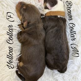 Aussiedoodle, Goldendoodle, and Poodle Puppies from Designer Doodles of South GA