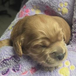 Pompompurin - Red male Cockapoo puppy in Conklin, Michigan from Lake Michigan Couture Cavapoos & Cockapoos