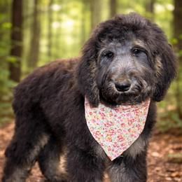 Star - Tri-color female Bernedoodle puppy in Lookout, California from Remington Kennels, LLC