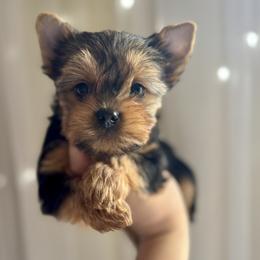 Yorkshire Terrier Puppies from Crystal Garden Yorkies