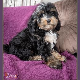 Blair - Merle female Cockapoo puppy in Connersville, Indiana from Deaz Doodle Ranch
