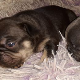 French Bulldog Puppies from Liebsthal