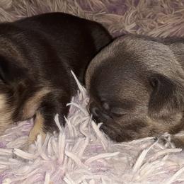 French Bulldog Puppies from Liebsthal