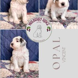 Opal - Blue merle and white female Sheepadoodle puppy in Tahlequah, Oklahoma from Mulberry Ridge Doodles