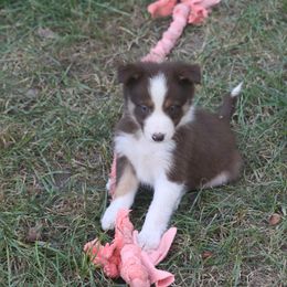 Border Collie, English Setter, and Miniature American Shepherd Puppies from First Harmony Farms