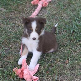 Border Collie, English Setter, and Miniature American Shepherd Puppies from First Harmony Farms